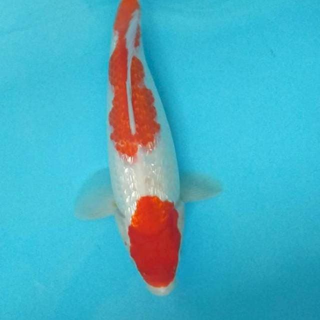 Gindrin cantik 31 cm