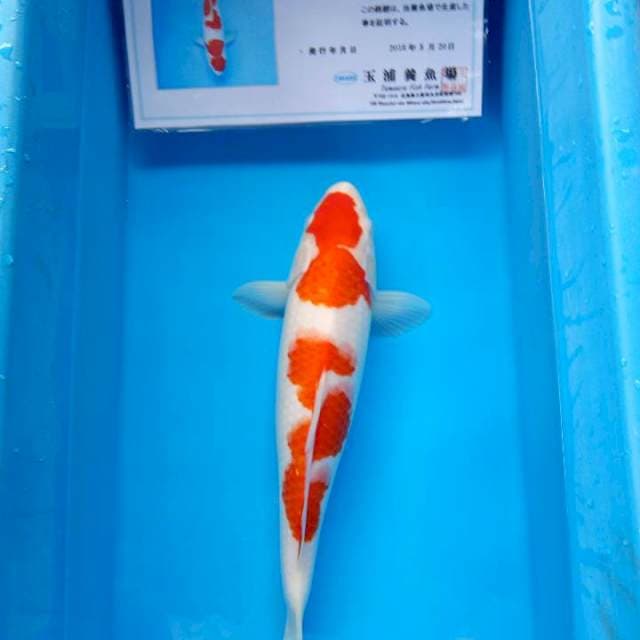 Kohaku jumbo tamaura farm