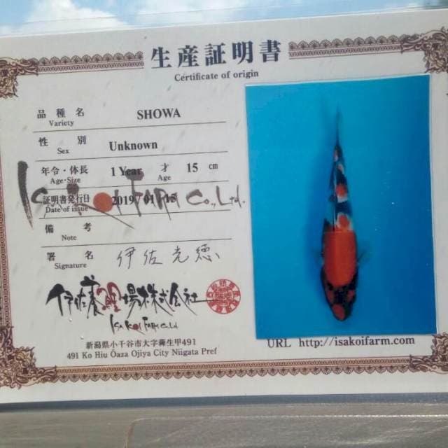 Showa ISA koi farm