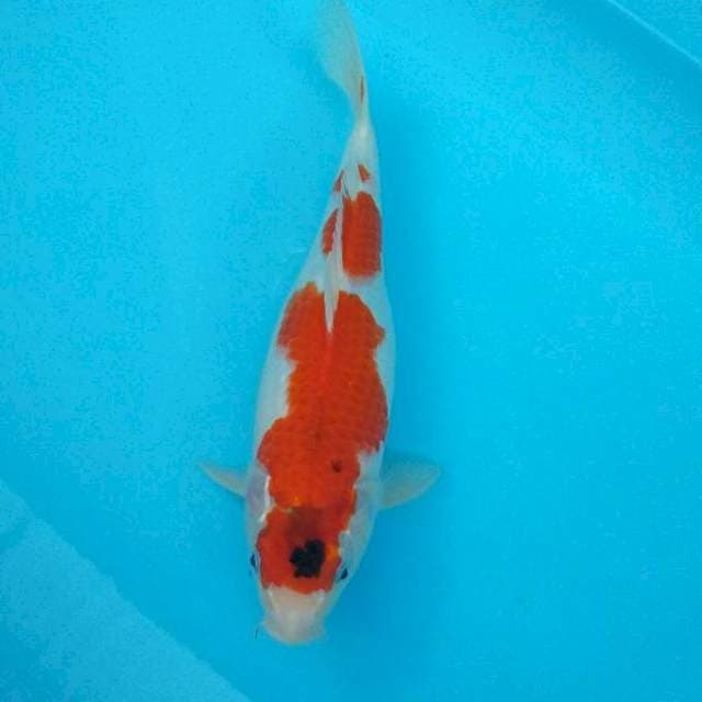 Si cantik 34 cm