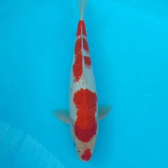 Kohaku bergincu