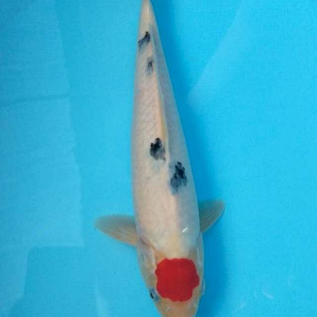 Tancho sanke 30cm