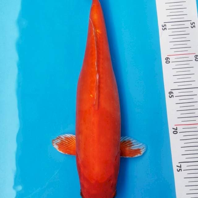 BENIGOI RED DOITSU