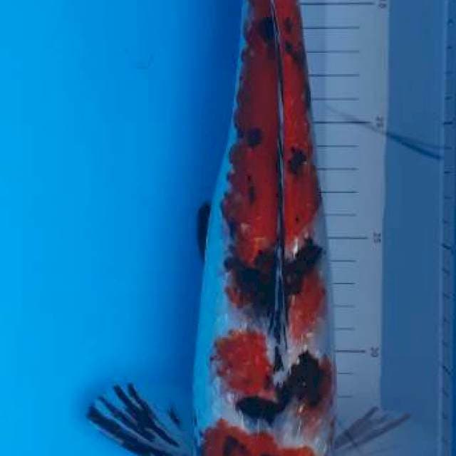 Super red ginrin sanke 43cm