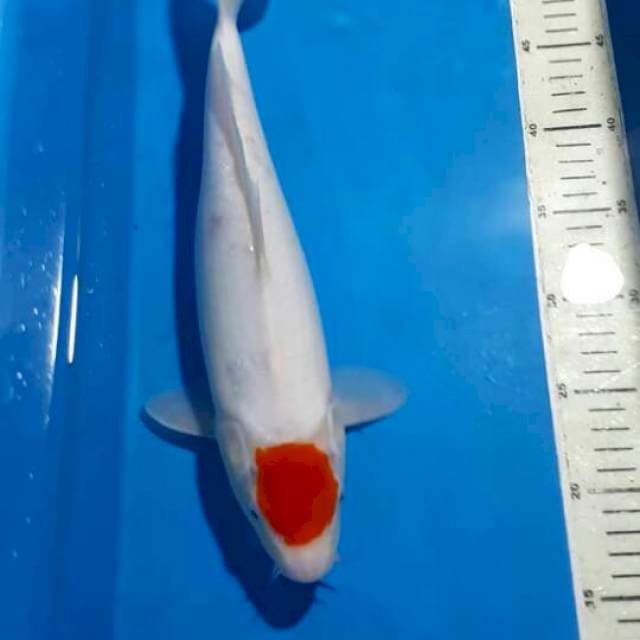 TANCO KOHAKU 35 CM