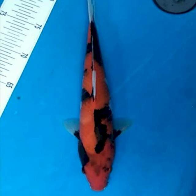 Lelang Merdeka!! #8 Hi showa motogoro halus 30cm