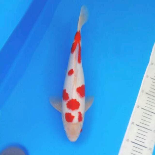 Ai koromo male 38 cm