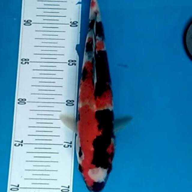 Lelang Merdeka!! #9 Showa sanshoku shiromaru 28cm