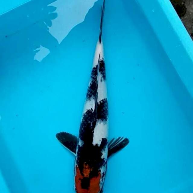 Lelang Merdeka!! #11 Tancho showa alakadarnya 32cm