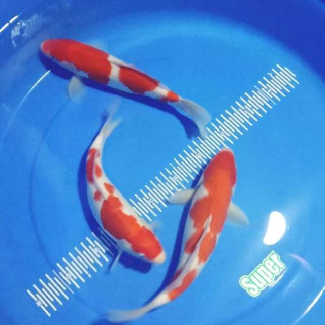 Kohaku 28-30-31 cm paket merdeka