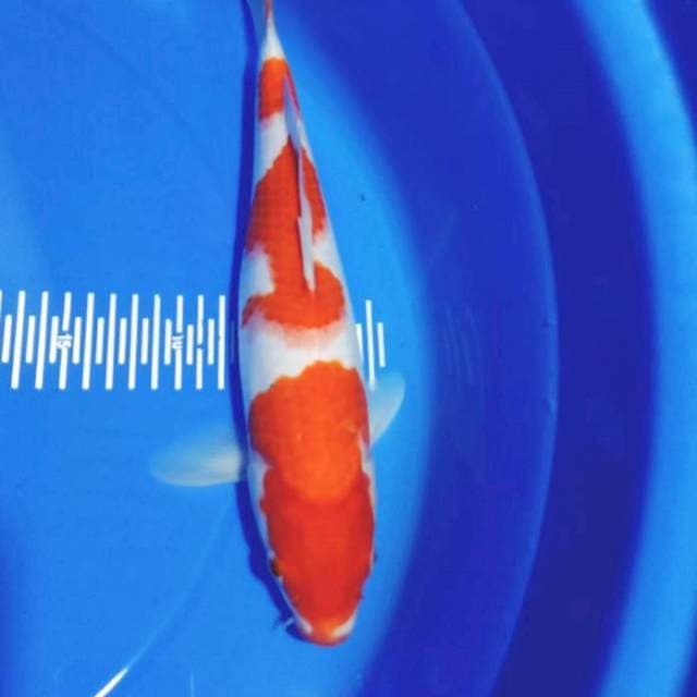 Kohaku 32cm