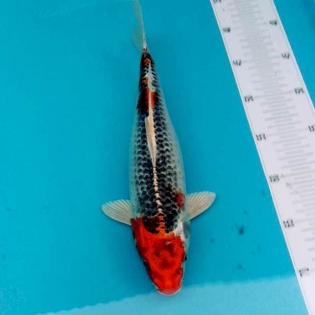 RED KUJAKU