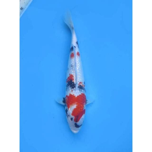 Kindai Showa Full Ginrin , 30cm
