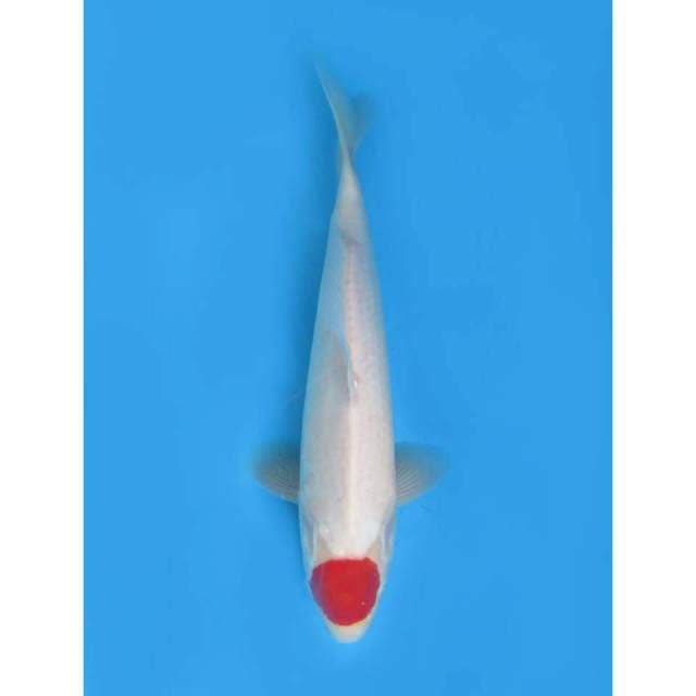 Red Tancho Kohaku Ori , 33cm