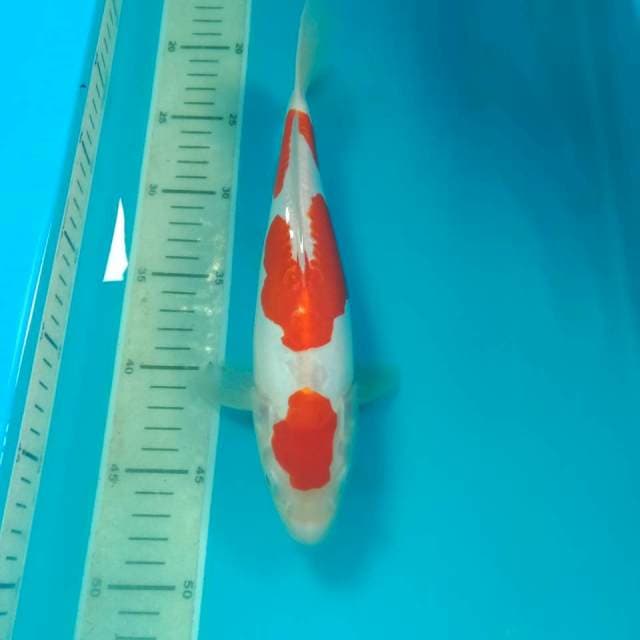 Kohaku Doit Super Red 28 cm