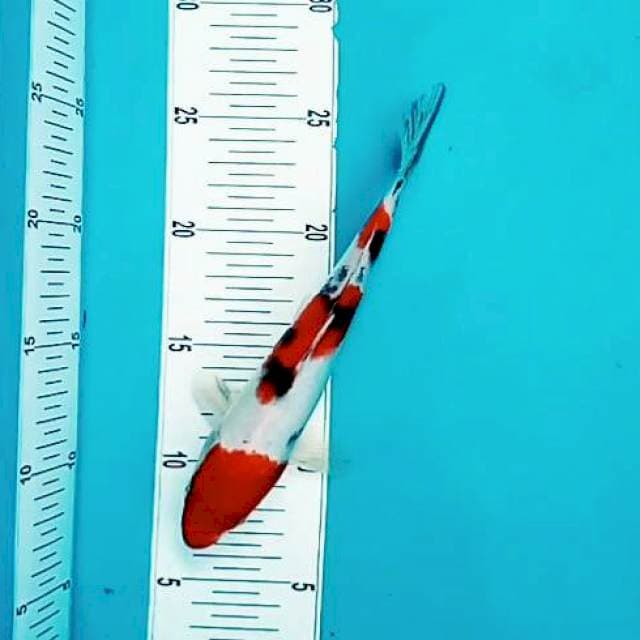 Sandan sanke*23cm