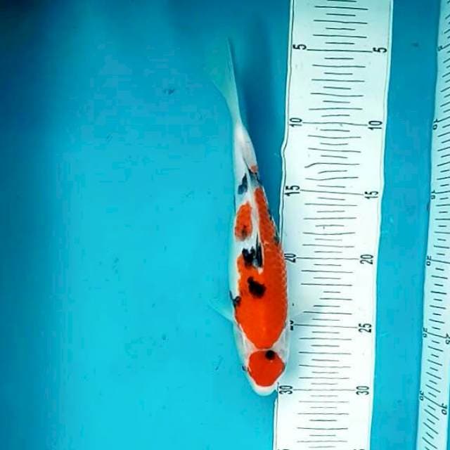 Maruten sanke*26cm