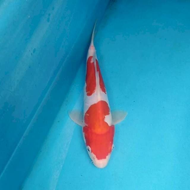 Kohaku Doitsu