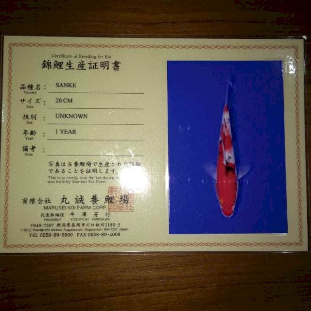 Sanke (marusei) 20cm. Import dan sertifikat