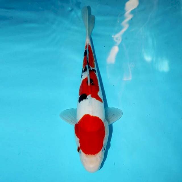 DOITSU SANKE TATEGOI 28 CM