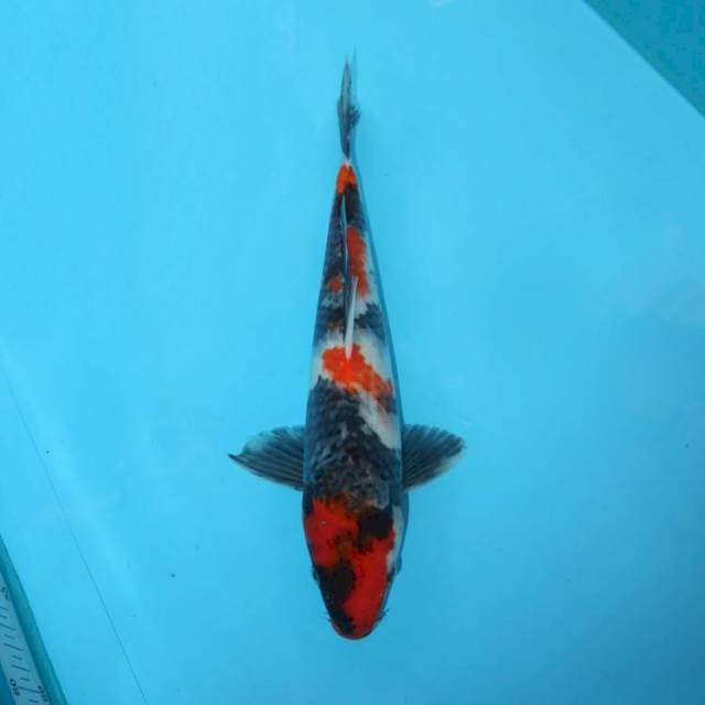 SHOWA 32 CM