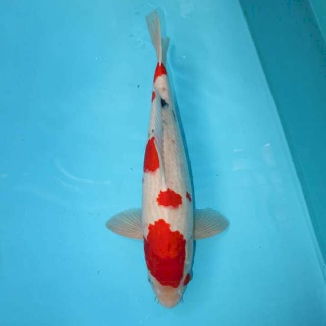 Sanke Tategoi 40 cm