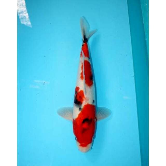 Showa 34 cm