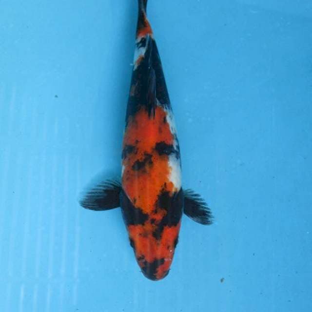 Showa ±22cm