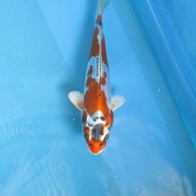 Kiko±18cm