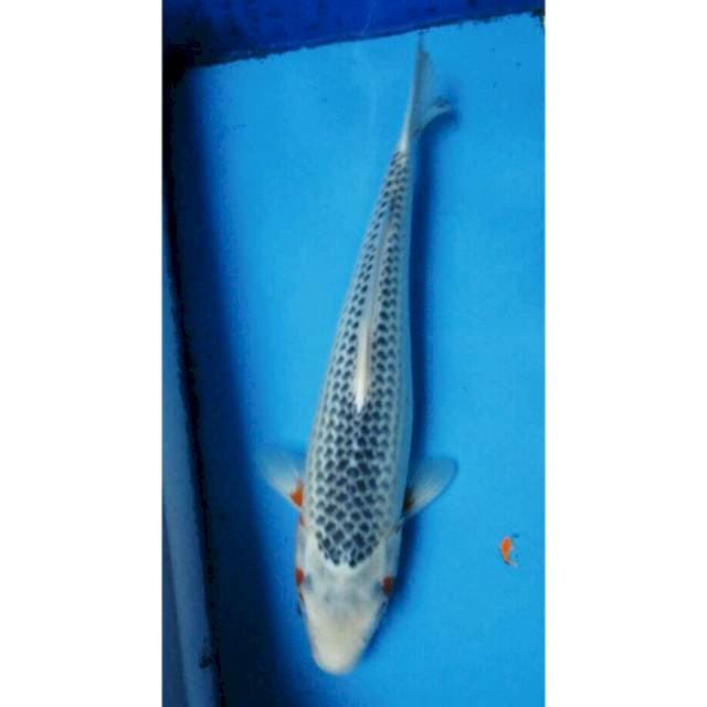 ASAGI JANTAN 41CM