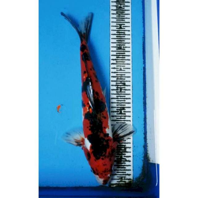 TIGER SANKE DOITSHU JANTAN 40CM