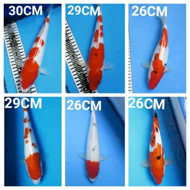MIX KOHAKU SANKE 26-30CM
