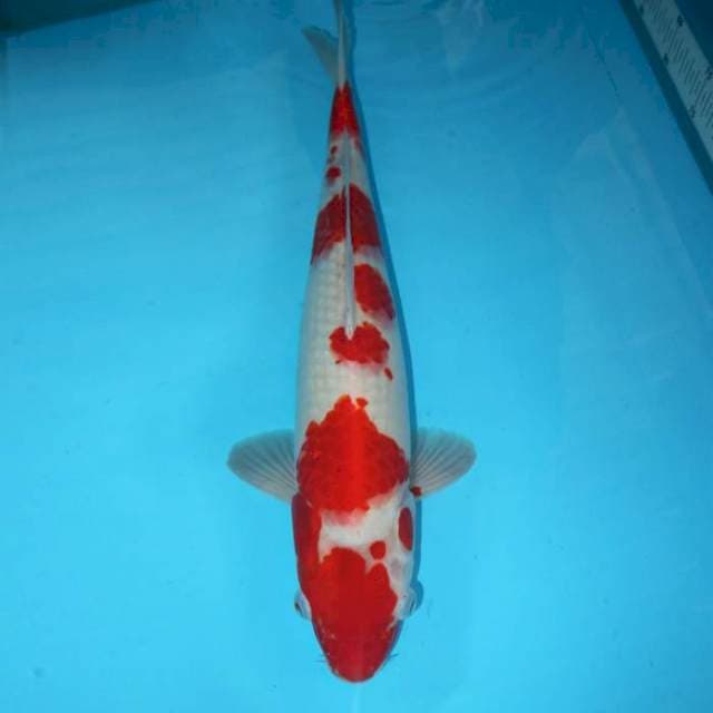 Kohaku 45 cm