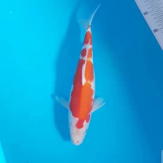 Bozu Kohaku 31 cm