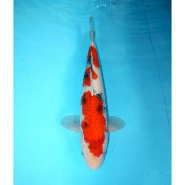 Sanke Tategoi 36 cm