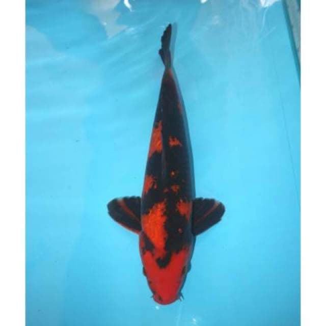 Utsuri 40 cm
