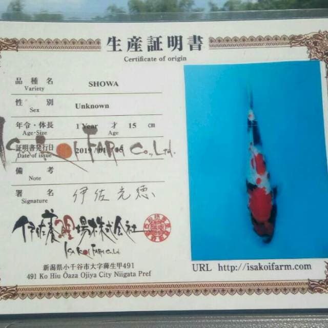 Showa isa koi farm