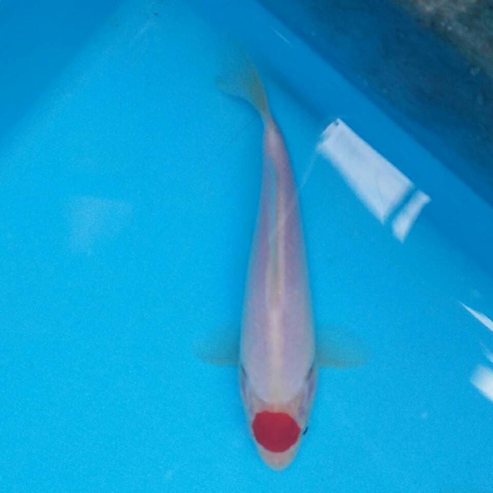 Tancho kohaku original no cutting