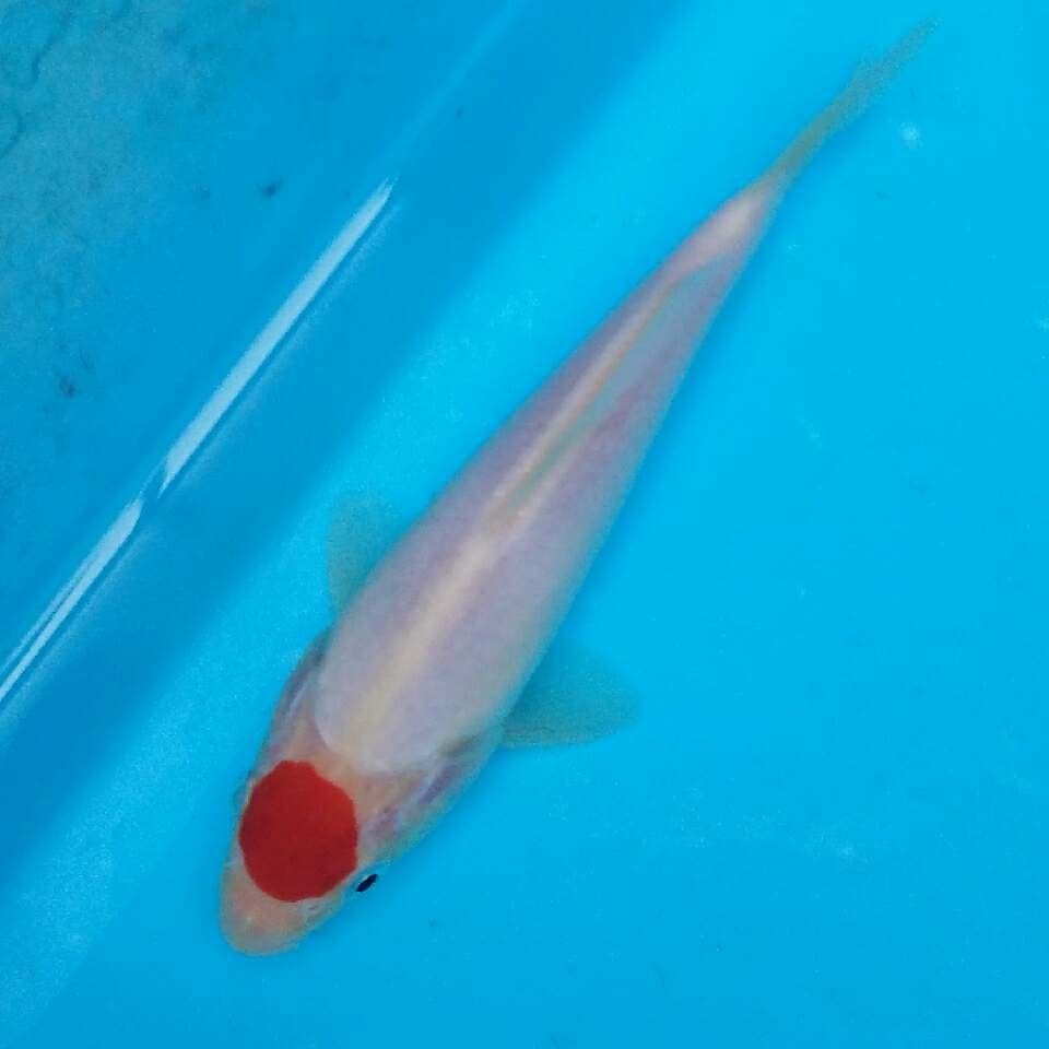Tancho kohaku original no cutting