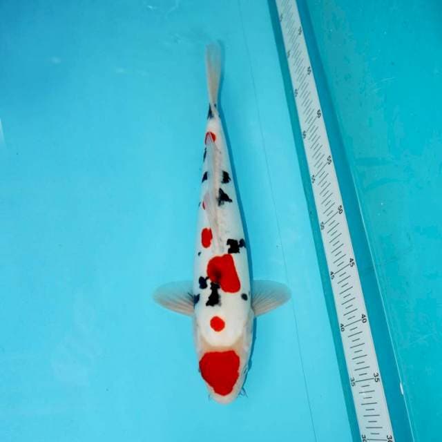Maruten Doitsu Sanke 34 cm