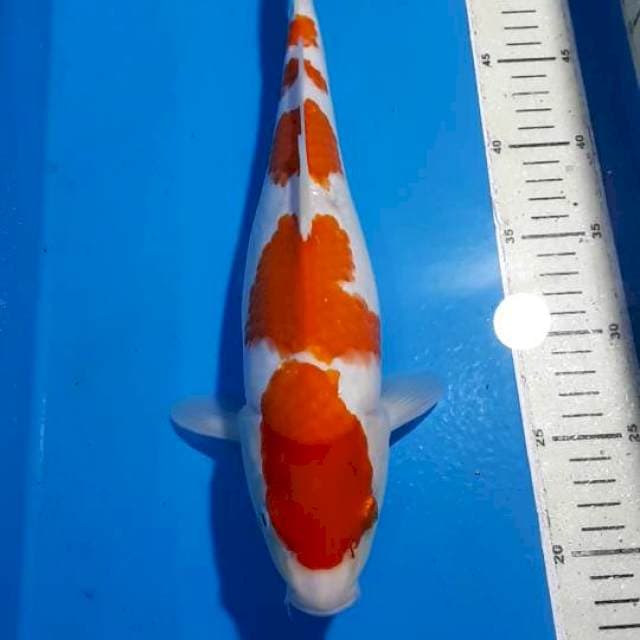KOHAKU 5 STEEP 35 CM