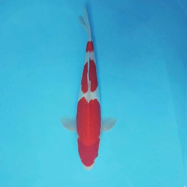 PANAMERA 14 ~ KOHAKU 3 STEPS ™