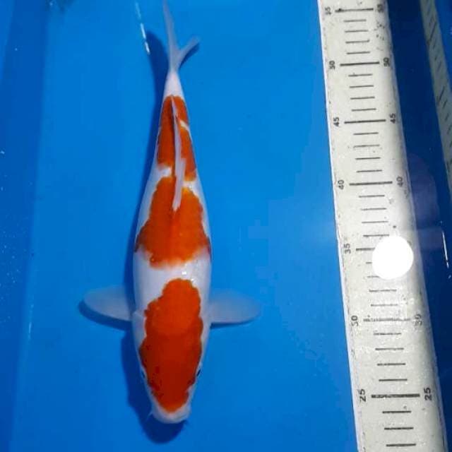 THREE STEEP KOHAKU 30 CM