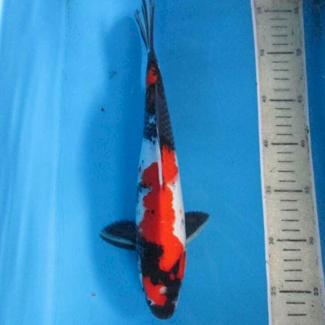 Sansoku35bu