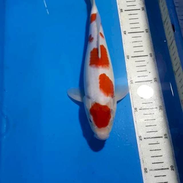 STEPHEN KOHAKU 31 CM