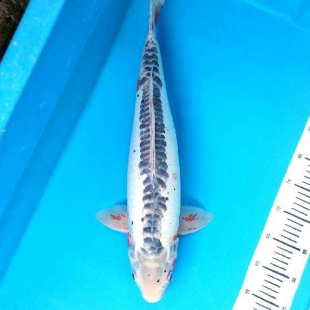 Shusui 55cm jumbo bulki