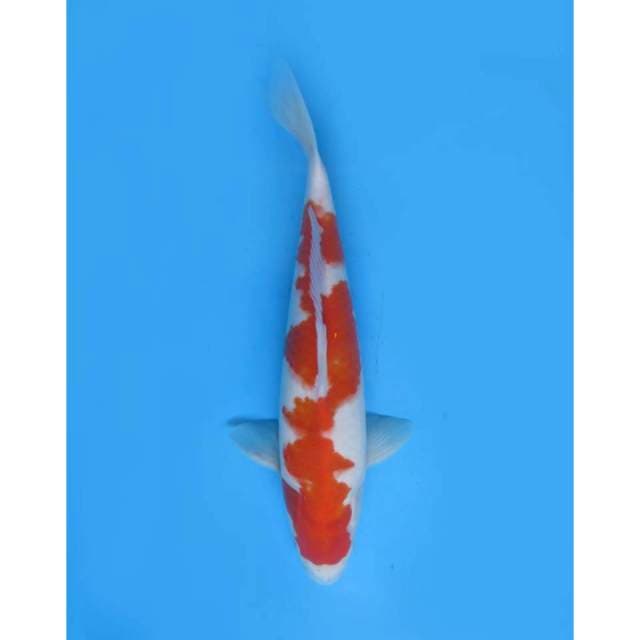 Kohaku Bledek Ori , 35cm