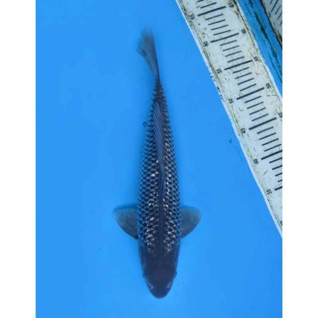 Soragoi Ginrin , 38cm