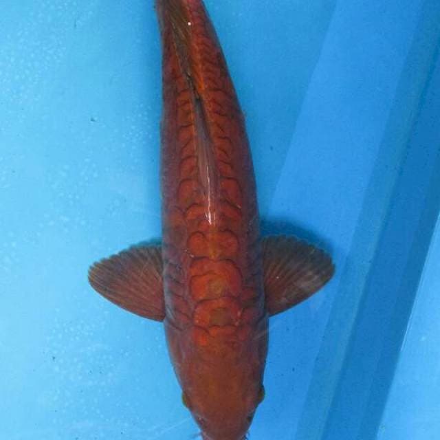 Chagoi tembaga pura ±51cm male