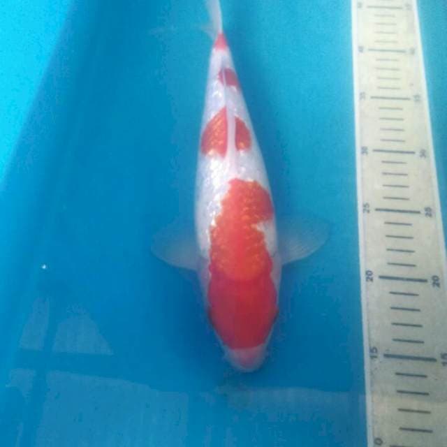 Kohaku Ginrin, 30 cm